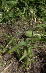 Bellevalia warburgii