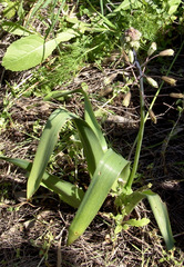 Bellevalia warburgii