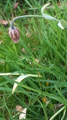 Fritillaria uva-vulpis
