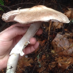Agaricus moelleri