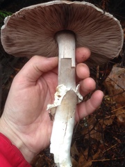 Agaricus moelleri