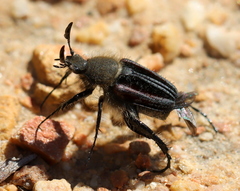 Brachagenius lugubris