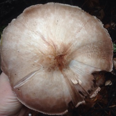 Agaricus moelleri