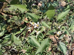 Solanum nigrum