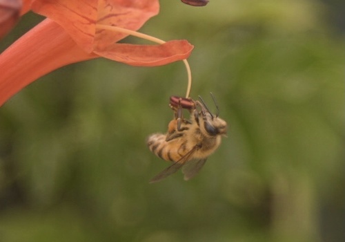 photo of Western Honey Bee (Apis mellifera)