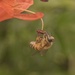 photo of Western Honey Bee (Apis mellifera)