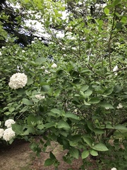 Viburnum carlcephalum