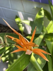 Angiospermae