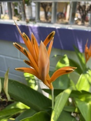 Angiospermae