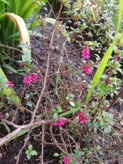 Fuchsia microphylla