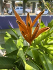 Angiospermae