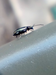 Phyllotreta nigripes