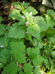 Lamium purpureum