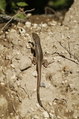 Stenocercus guentheri