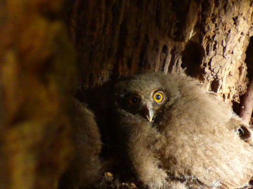 Foothill Screech Owl (Megascops roraimae), photo 4