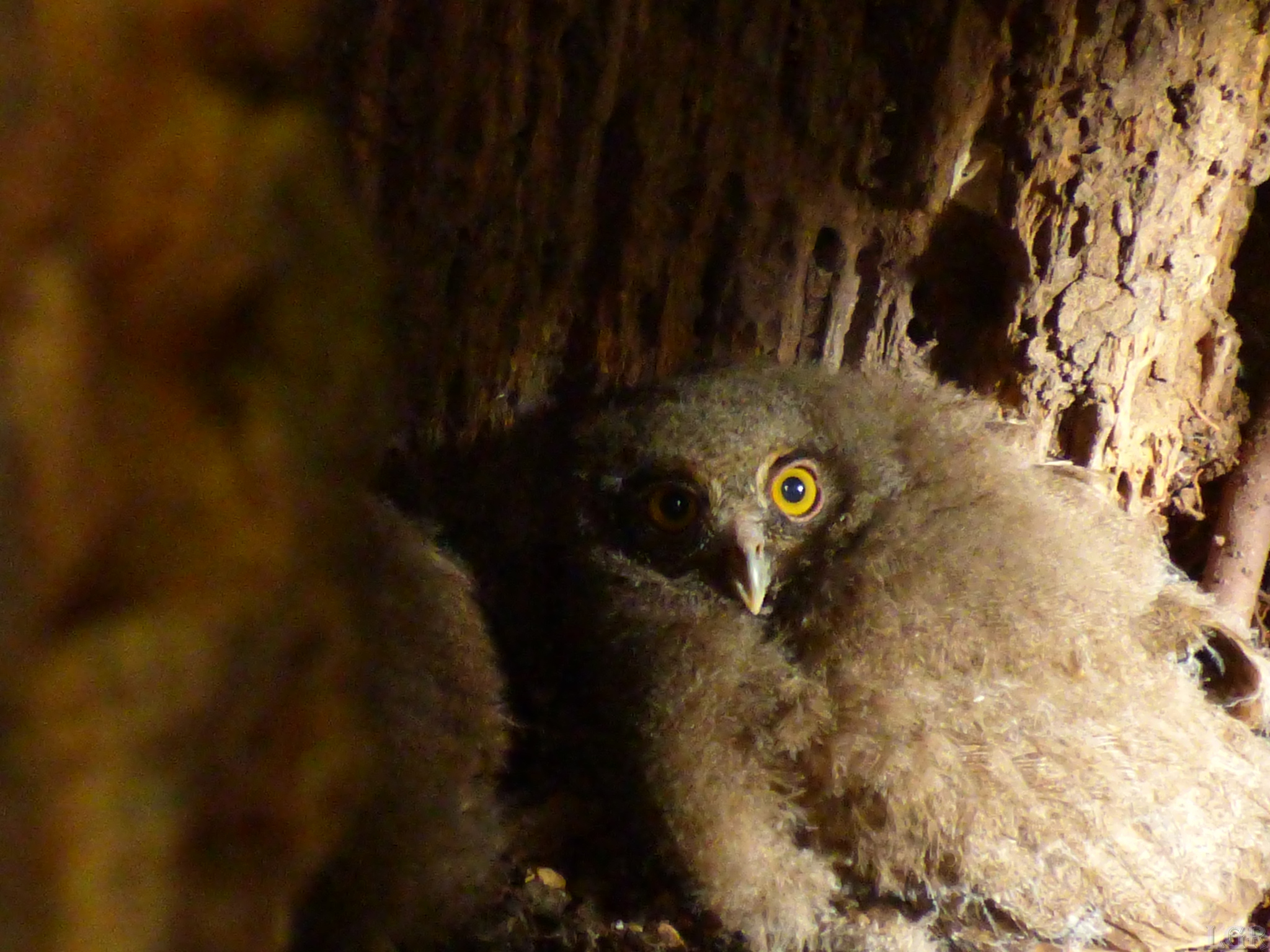 Foothill Screech Owl (Megascops roraimae), photo 1