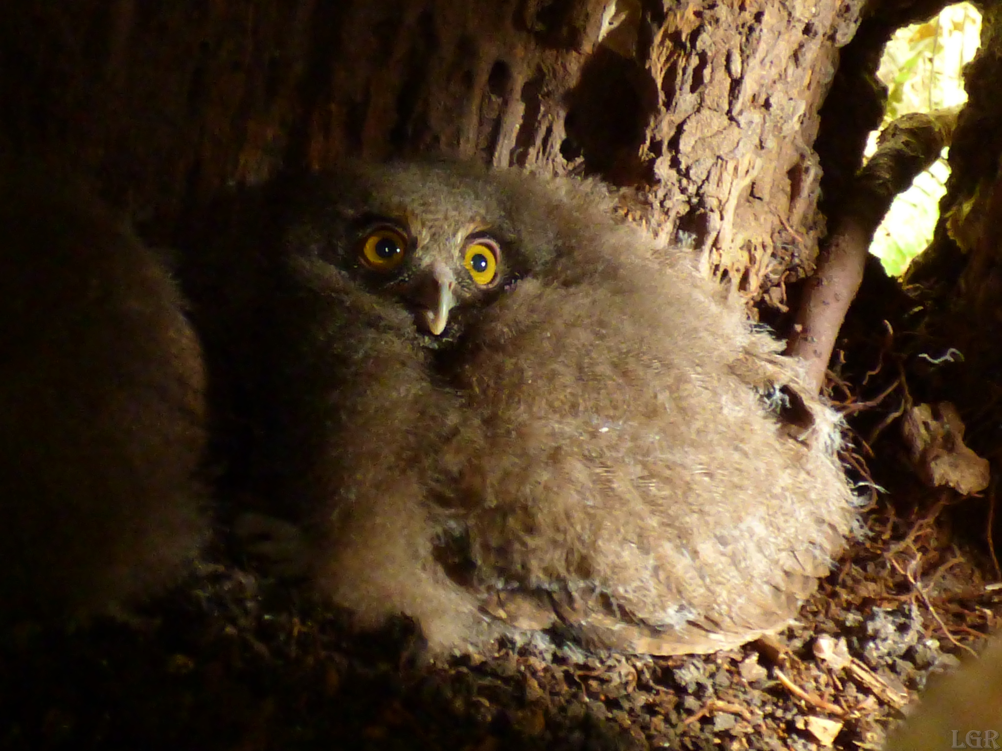 Foothill Screech Owl (Megascops roraimae), photo 2