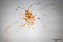 Brachycaudus helichrysi