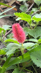 Acalypha pendula