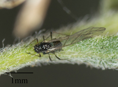 Brachycaudus helichrysi