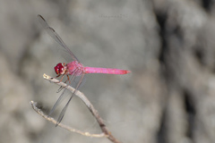 Orthemis discolor