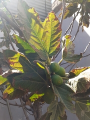 Ficus carica