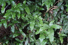 Grypothrix longipetiolata