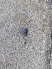 Coccinella septempunctata