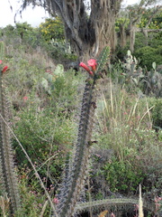 Borzicactus sepium