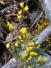 Bossiaea foliosa