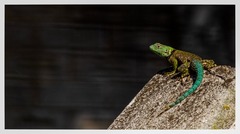 Salvin's Spiny Lizard photo 2