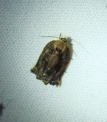 Archips infumatana