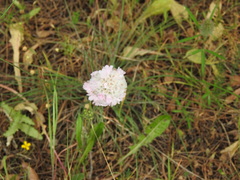 Armeria macrophylla