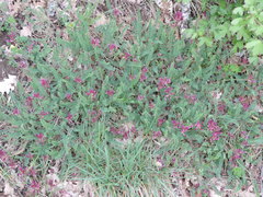 Astragalus monspessulanus monspessulanus