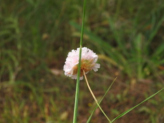 Armeria macrophylla