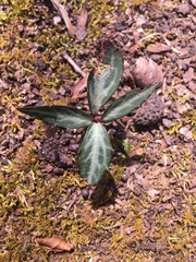 Chimaphila