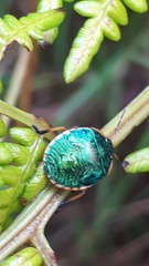 Erachtheus lutulentus