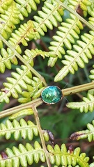 Erachtheus lutulentus