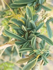 Cleomella palmeri