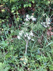 Anthriscus sylvestris