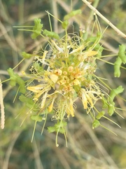 Cleomella palmeri
