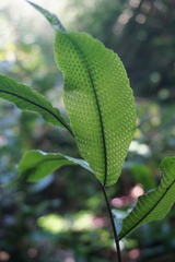 Grypothrix longipetiolata