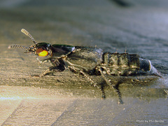 Creophilus oculatus