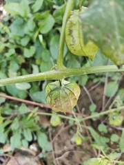 Physalis angulata