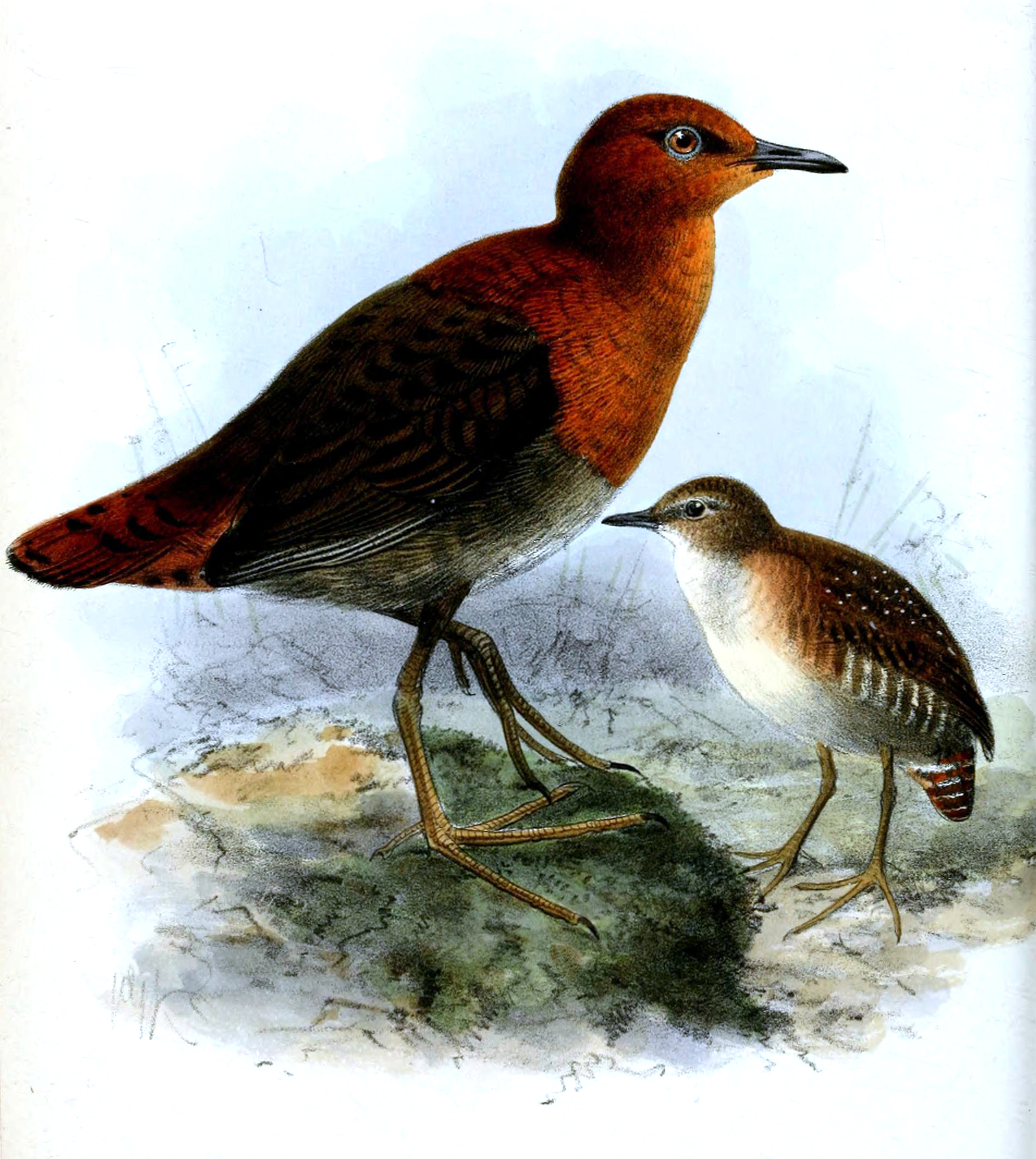 Slender-billed Flufftail (Sarothrura watersi)