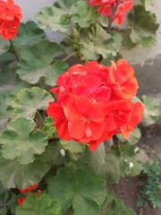 Pelargonium × hybridum