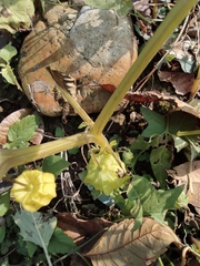 Physalis angulata