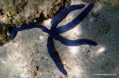 Ophidiasteridae
