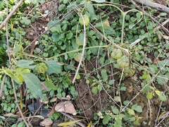 Physalis angulata