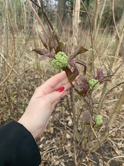 Sambucus racemosa